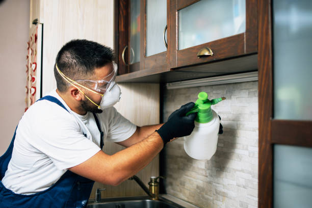Best Wasp Removal Services  in Rush City, MN