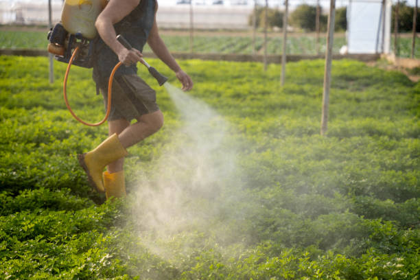 Wasp Removal Services in Rush City, MN