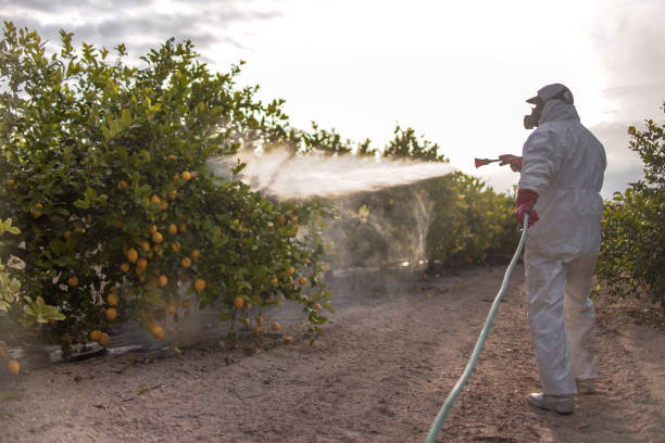 Best Insect Control  in Rush City, MN