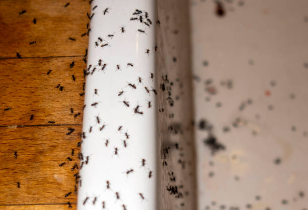 Best Ant Control Services  in Rush City, MN