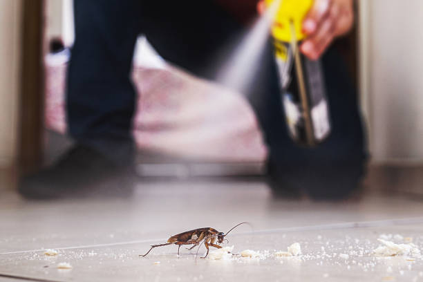 Best Emergency Pest Control  in Rush City, MN